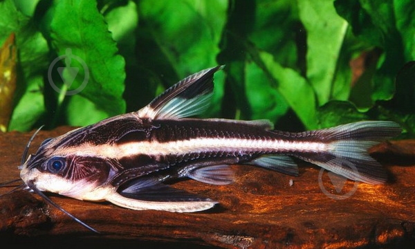 Рыбка Платидорас смугастий4-6 см - фото 9