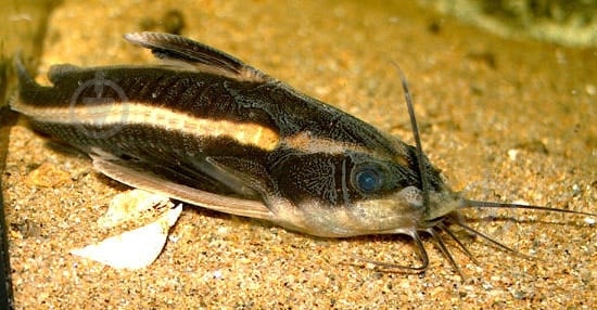 Рыбка Платидорас смугастий4-6 см - фото 7