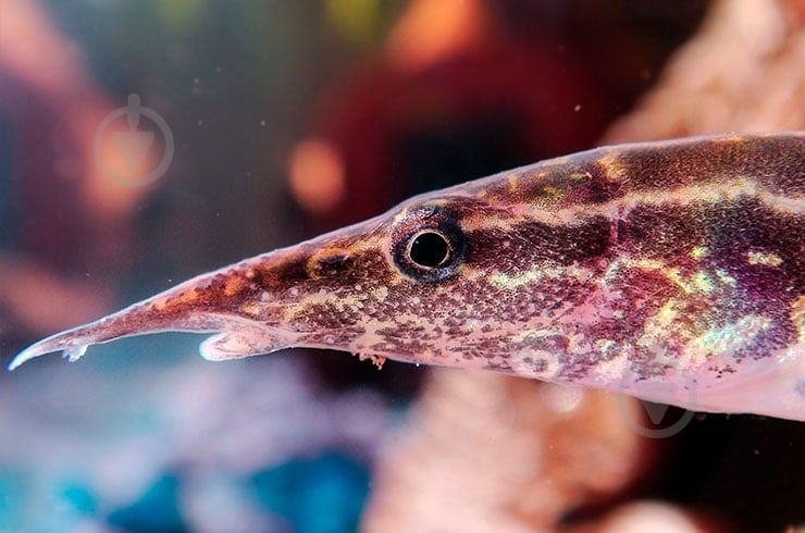 Рыбка Макрогнатус глазчатый 5-7 см - фото 7