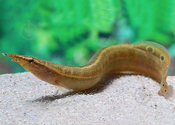 Рыбка Макрогнатус глазчатый 5-7 см - фото 5