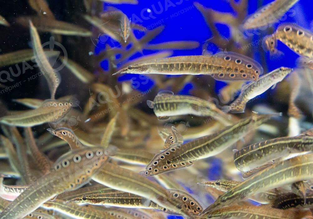 Рыбка Макрогнатус глазчатый 5-7 см - фото 4