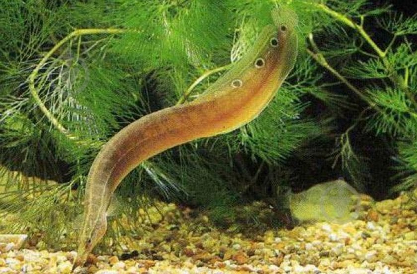 Рыбка Макрогнатус глазчатый 5-7 см - фото 3