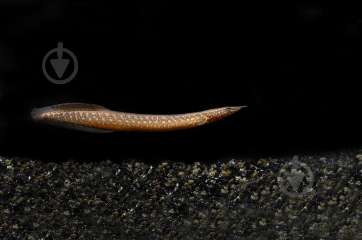 Рыбка Макрогнатус глазчатый 5-7 см - фото 9