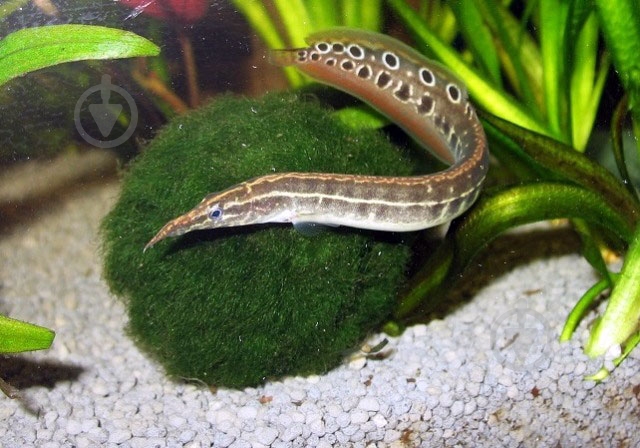 Рыбка Макрогнатус глазчатый 5-7 см - фото 6