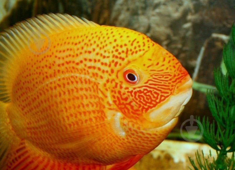 Рыбка Северум Цихлазома 8-11 см - фото 3