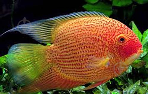 Рыбка Северум Цихлазома 8-11 см - фото 9