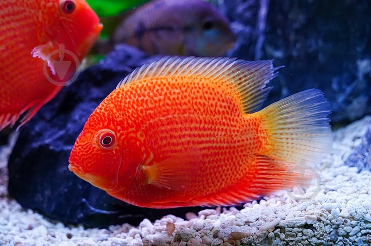 Рыбка Северум Цихлазома 8-11 см - фото 1