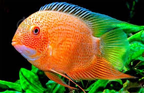 Рыбка Северум Цихлазома 8-11 см - фото 10