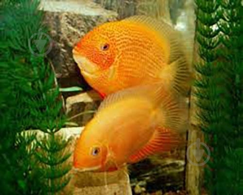 Рыбка Северум Цихлазома 8-11 см - фото 8