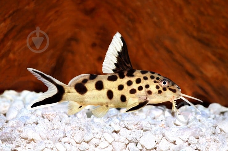 Рыбка Синодонтис 3-5 см - фото 4