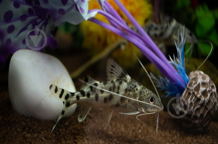 Рыбка Синодонтис 3-5 см - фото 6