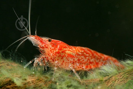 Креветка Криветка Чери Х - фото 1 Креветка Криветка Чери Х - фото 1