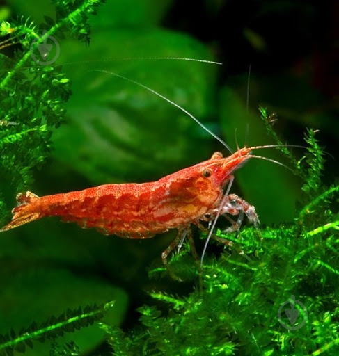 Креветка Криветка Чери Х - фото 8 Креветка Криветка Чери Х - фото 8