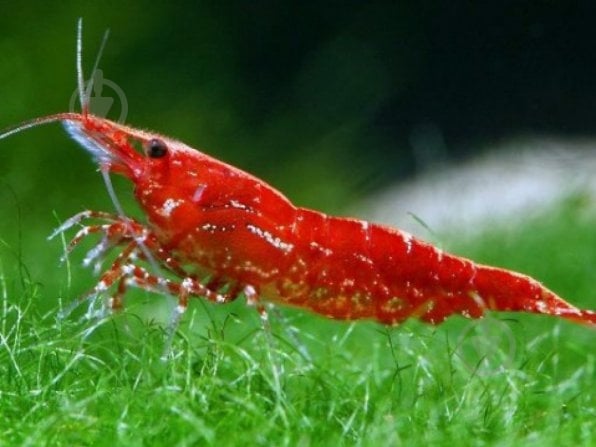 Креветка Криветка Чери Х - фото 5 Креветка Криветка Чери Х - фото 5