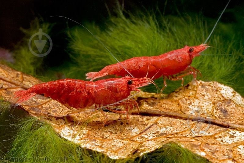 Креветка Криветка Чери Х - фото 3 Креветка Криветка Чери Х - фото 3