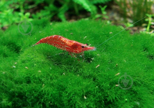 Креветка Криветка Чери Х - фото 6 Креветка Криветка Чери Х - фото 6