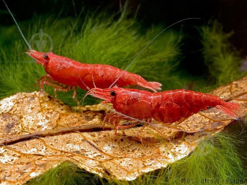 Креветка Криветка Чери Х - фото 4 Креветка Криветка Чери Х - фото 4