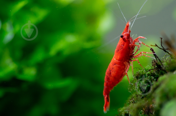 Креветка Криветка Чери Х - фото 7 Креветка Криветка Чери Х - фото 7