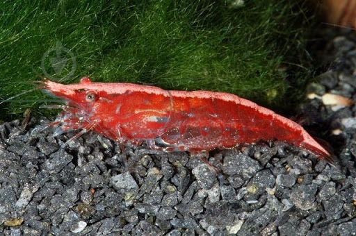 Креветка Криветка Чери Х - фото 10 Креветка Криветка Чери Х - фото 10