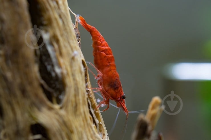 Креветка Криветка Чери Х - фото 9 Креветка Криветка Чери Х - фото 9