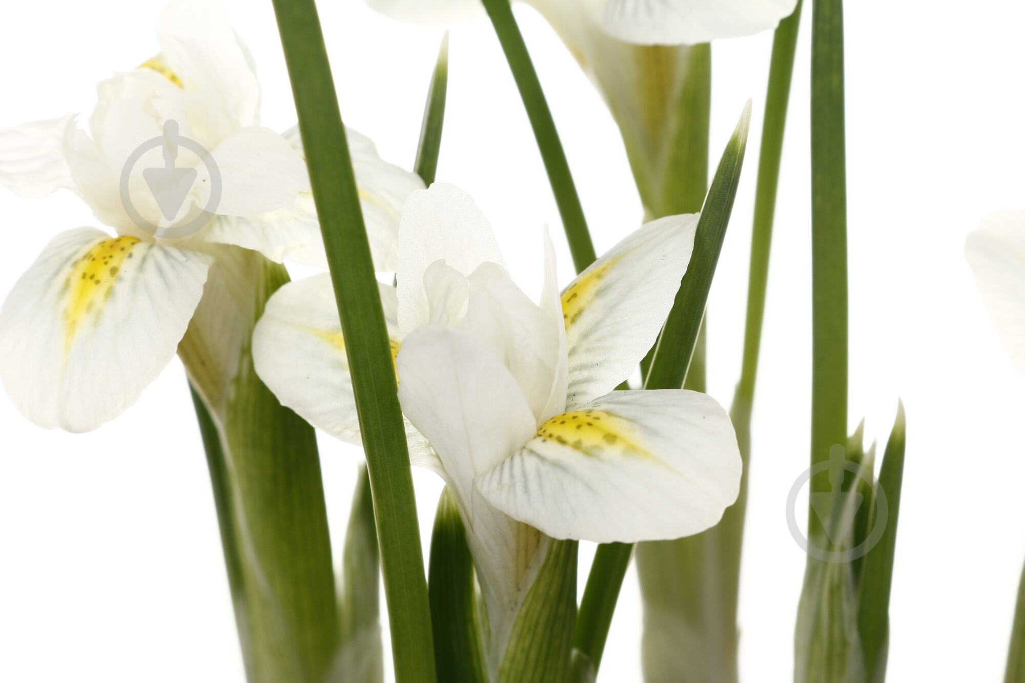 Растение комнатное Ирис d8/h10 - фото 2