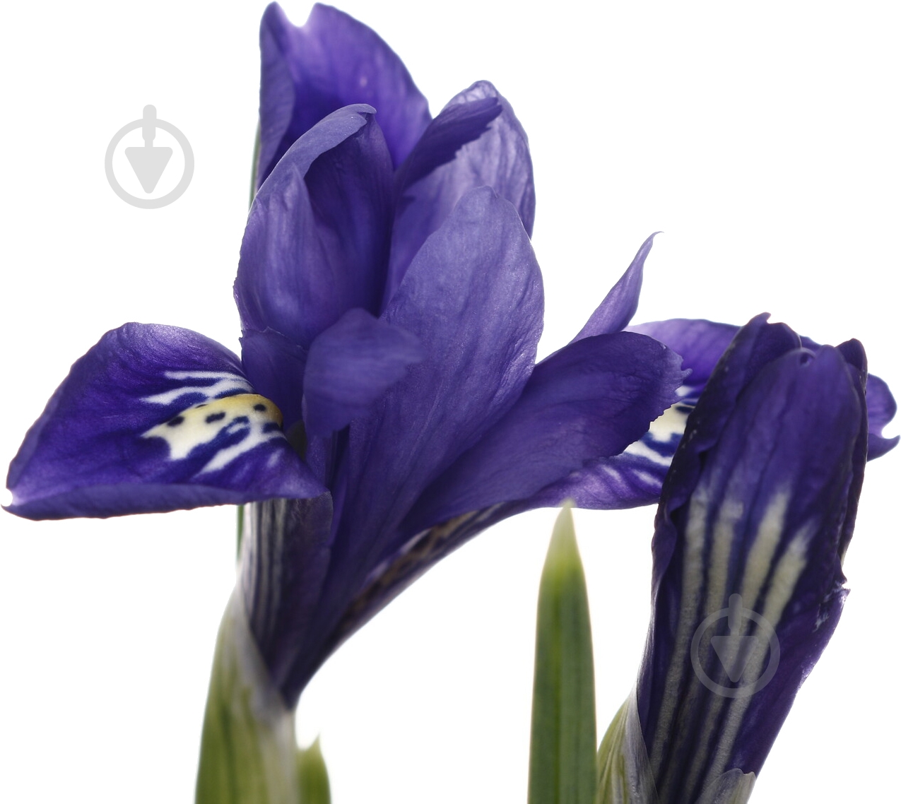 Растение комнатное Ирис d8/h10 - фото 4