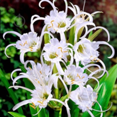 Луковица HBM Исмене Фесталис 2 шт. - фото 1 Луковица HBM Исмене Фесталис 2 шт. - фото 1