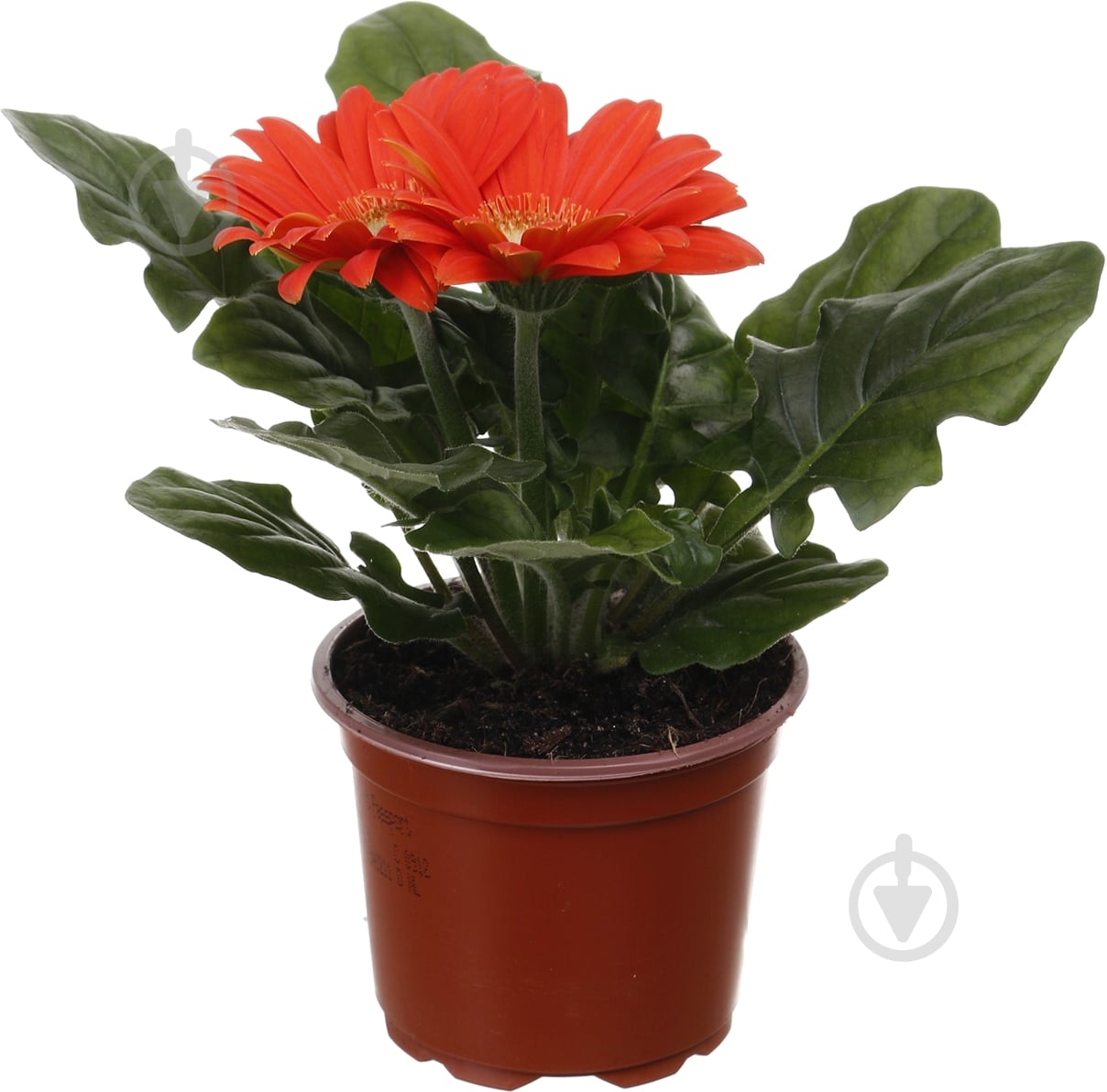 Растение комнатное Гербера мини d9/h15 - фото 1 Растение комнатное Гербера мини d9/h15 - фото 1