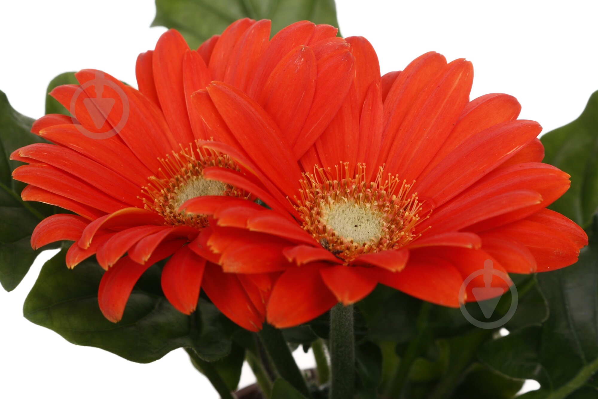 Растение комнатное Гербера мини d9/h15 - фото 2 Растение комнатное Гербера мини d9/h15 - фото 2