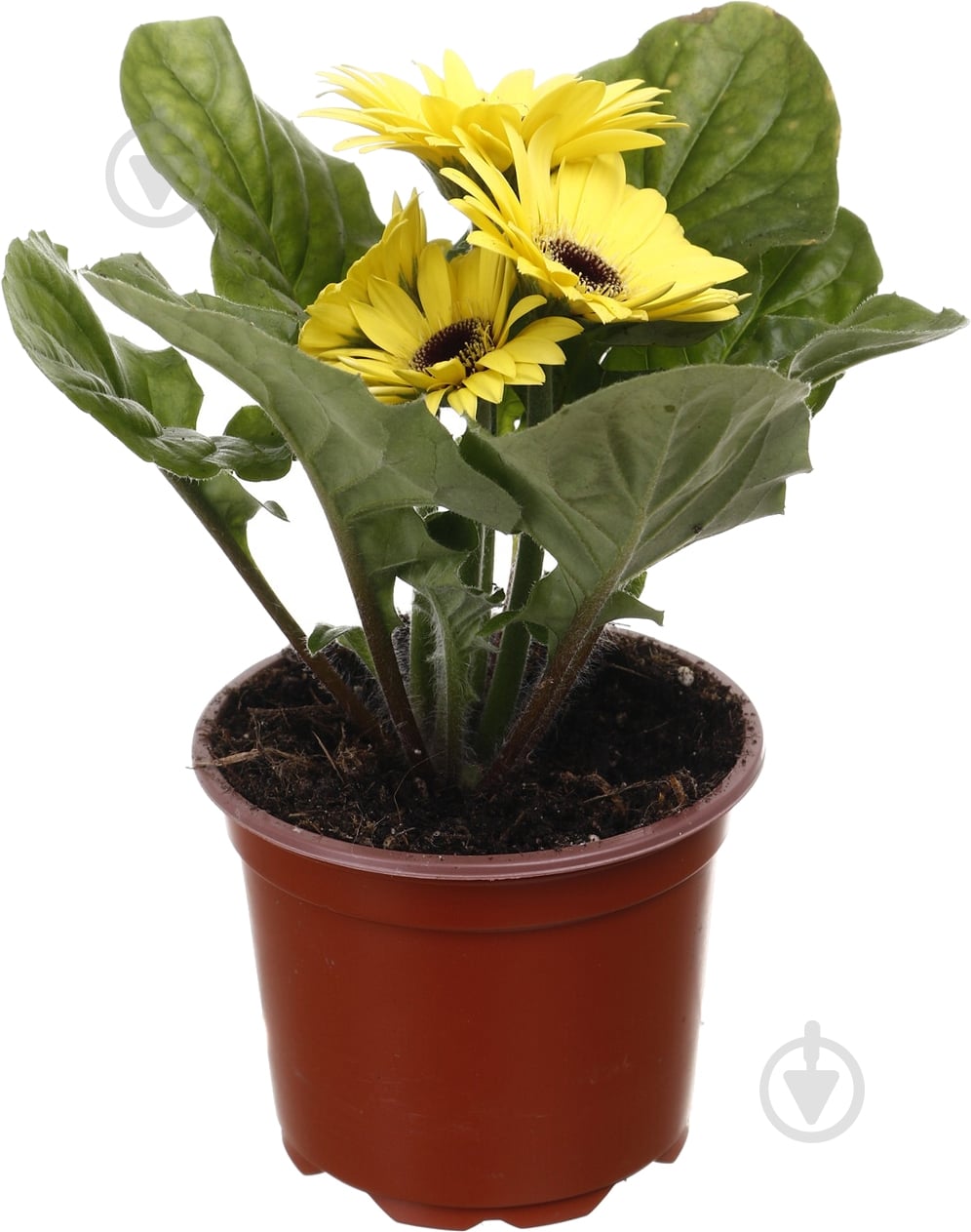 Растение комнатное Гербера мини d9/h15 - фото 3 Растение комнатное Гербера мини d9/h15 - фото 3