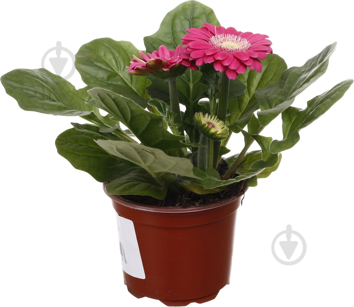 Растение комнатное Гербера мини d9/h15 - фото 5 Растение комнатное Гербера мини d9/h15 - фото 5