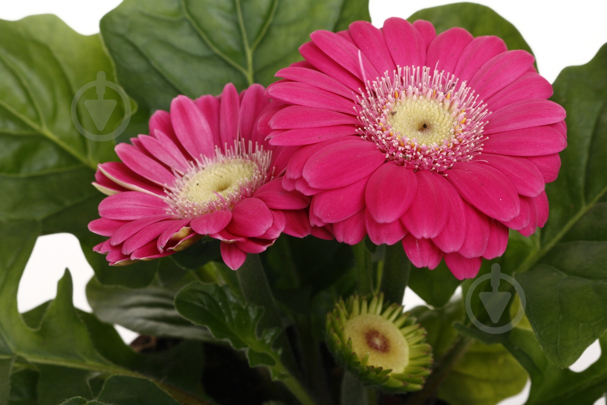 Растение комнатное Гербера мини d9/h15 - фото 6 Растение комнатное Гербера мини d9/h15 - фото 6