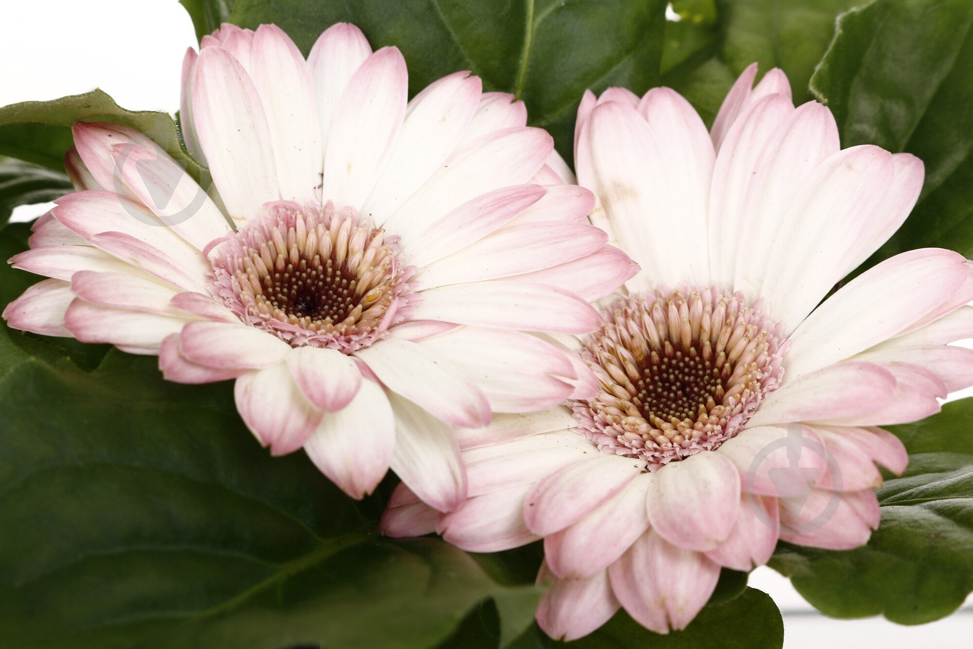 Растение комнатное Гербера мини d9/h15 - фото 8 Растение комнатное Гербера мини d9/h15 - фото 8