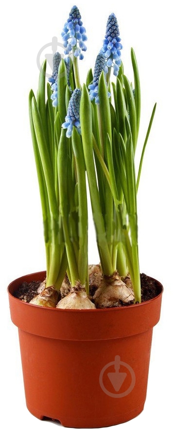 Растение Мускари 9/15 - фото 1