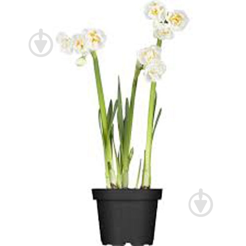 Растение Нарцисс bridal crown d12 h15 - фото 1
