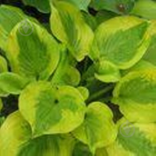 Корневище HBM Хоста Мунсплит 1 шт. - фото 1