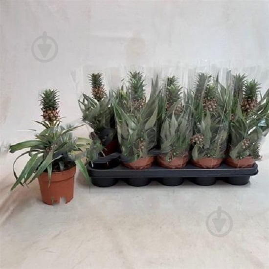 Растение Ананас 12х20 с плодом - фото 1