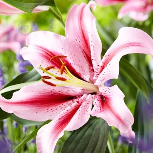 Растение Лилия микс 13/35 - фото 4