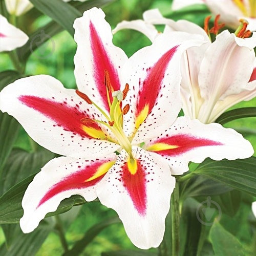 Растение Лилия микс 13/35 - фото 3
