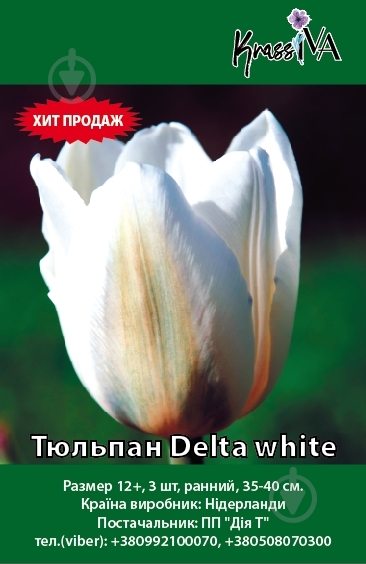 Луковица Тюльпан Delta white 3 шт. - фото 1