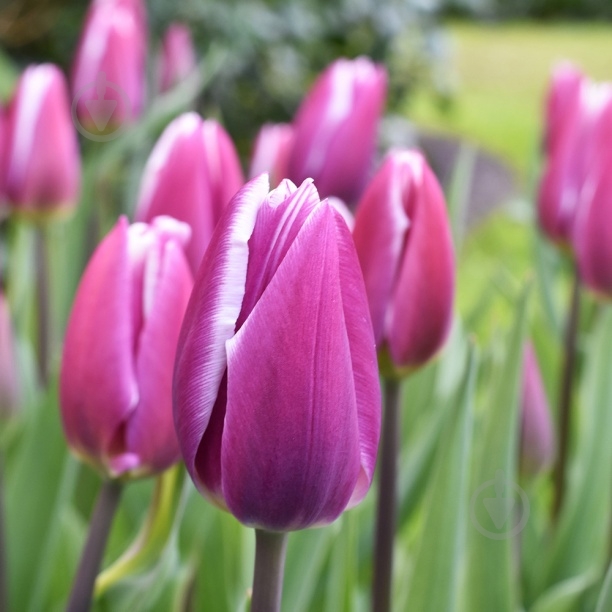 Луковица тюльпан Synaeda Blue 3 шт. - фото 3