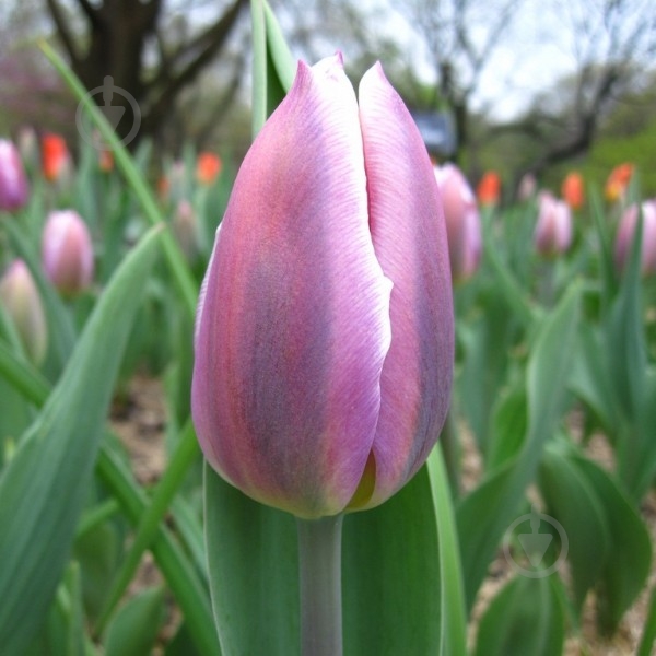 Луковица тюльпан Synaeda Blue 3 шт. - фото 2