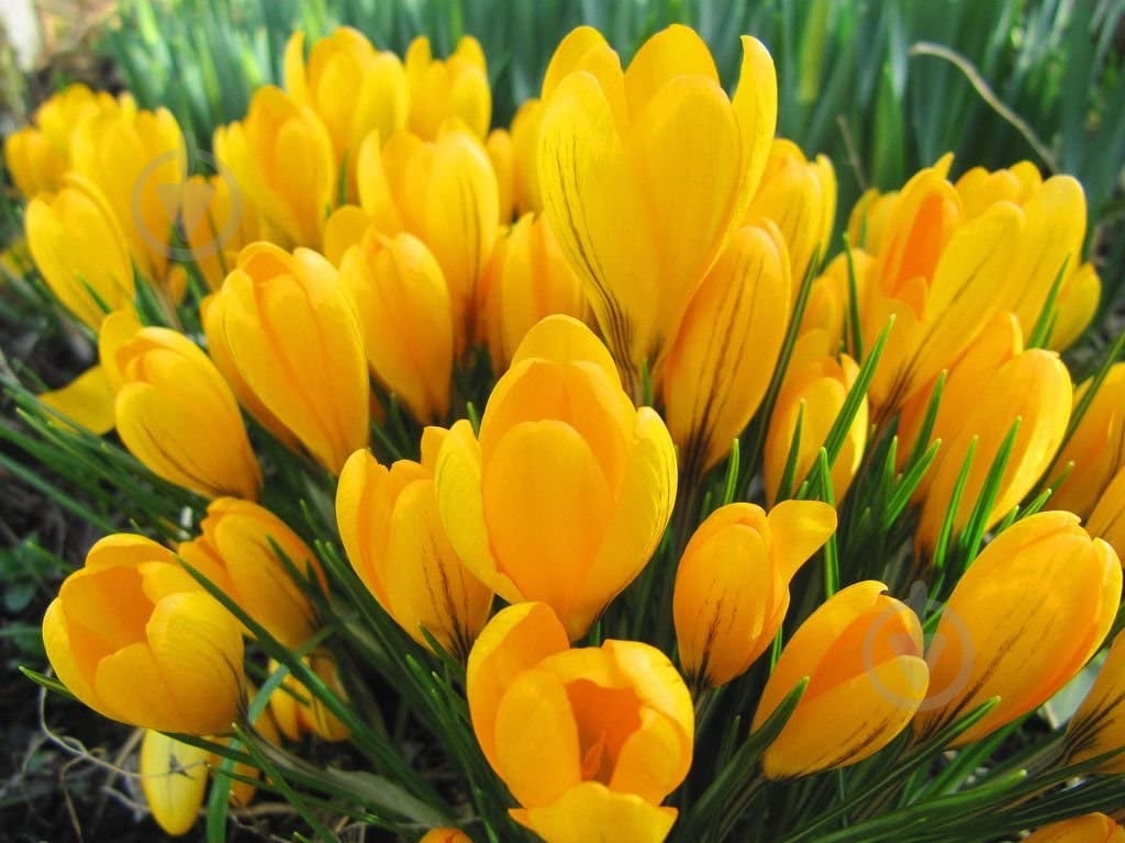 Луковица Крокус Golden yellow 3 шт. - фото 2 Луковица Крокус Golden yellow 3 шт. - фото 2