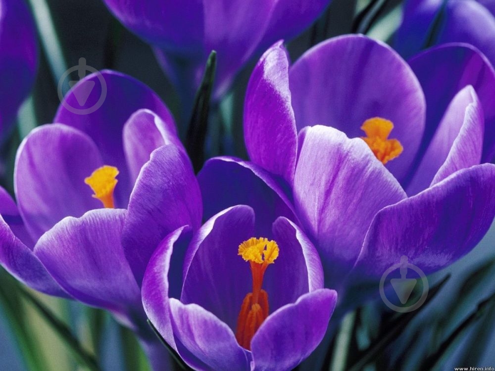 Луковица Крокус Flower record 3 шт. - фото 3