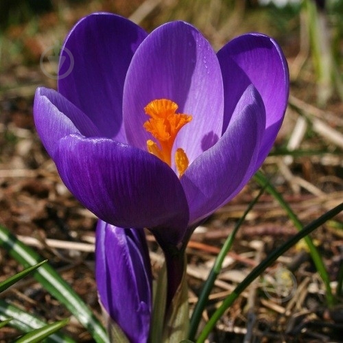 Луковица Крокус Flower record 3 шт. - фото 2