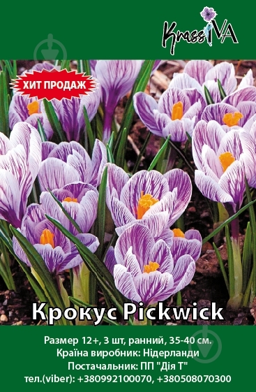 Луковица Крокус Pickwick - фото 1 Луковица Крокус Pickwick - фото 1