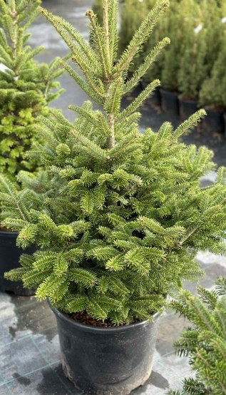 Пихта Фрасера ​​- Abies fraseri C40 H100-120 - фото 1