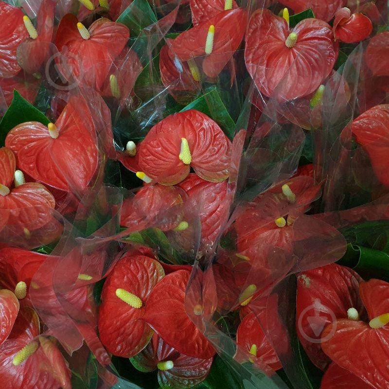 Растение Антуриум 12х35 красный - фото 1