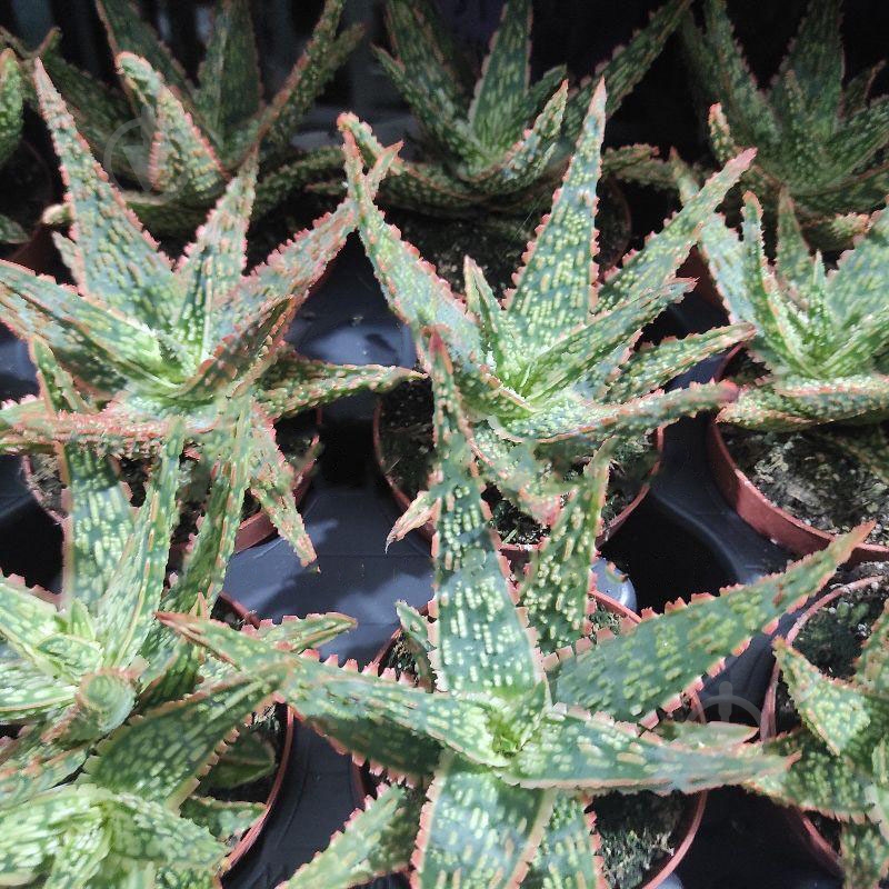 Растение Гастерия 8х15 Vitro - фото 1