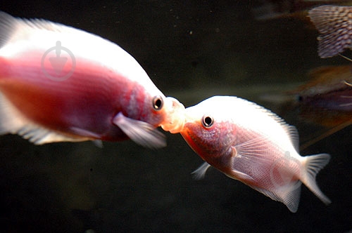Рыбка Поцелуйного Гурами 2,5-4 см - фото 10 Рыбка Поцелуйного Гурами 2,5-4 см - фото 10